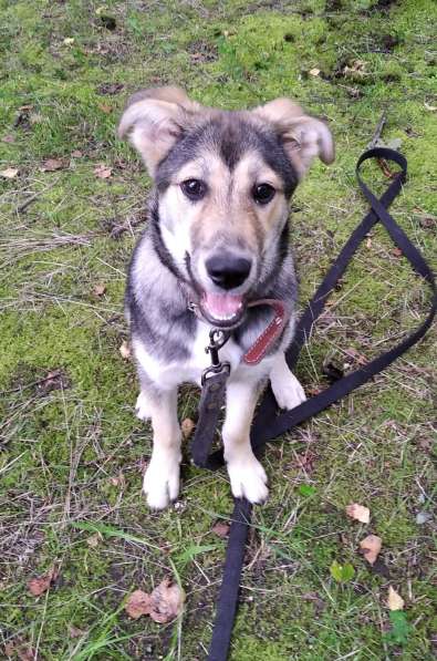 Тася в добрые руки в Ногинске фото 33