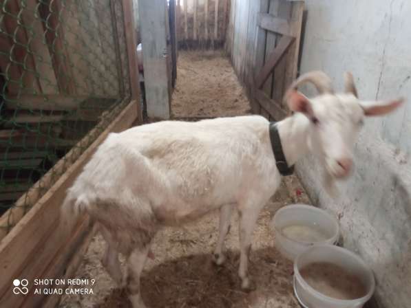 Продам козу дойную молочную,2года(+вместе с козлом 7месяцев) в Ревде фото 3