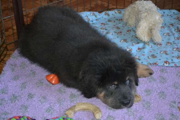 Тибетский мастиф - лучший страж на территории в Москве фото 14