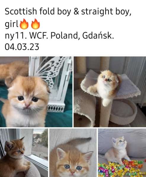 Шотландские золотые котята в фото 10