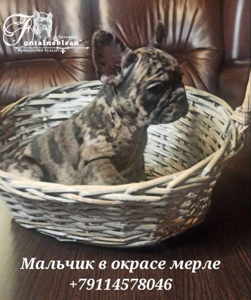 Щенки французского бульдога лилового, голубого, мерле окраса в Москве фото 23