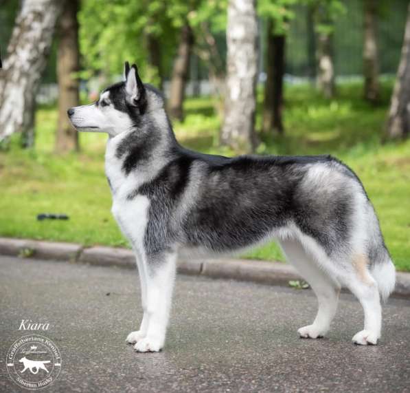 Siberian Husky from Multichampion Parents