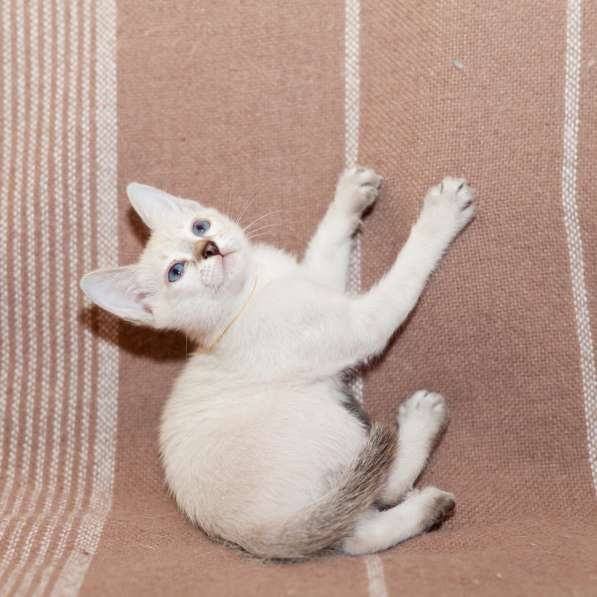 Тайские кошки в Междуреченске фото 5