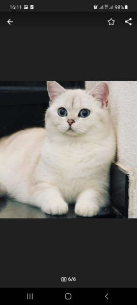 Продам котят британская шиншилла в фото 18