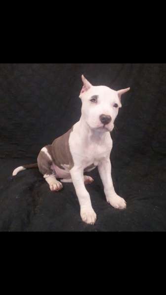 Красотка Амстаффа голубого окраса 3 месяца ркф