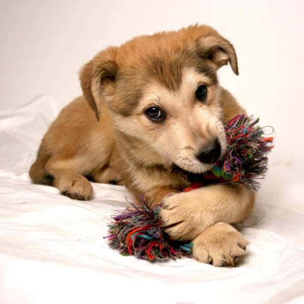 Малыши ищут семью: собачки в дар в Химках фото 11