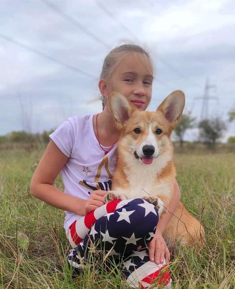 Подрощеный кобель Вельш Корги Пемброк в фото 31