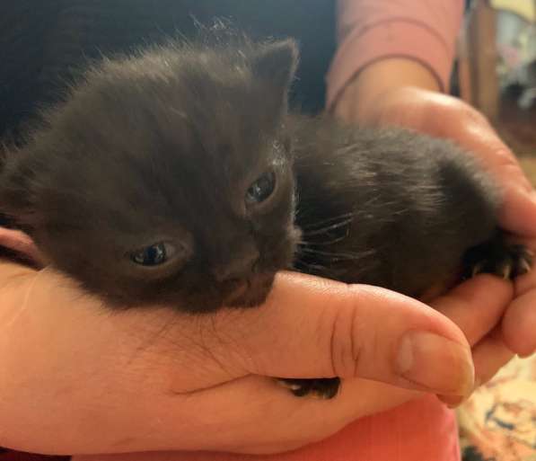 Котенок в фото 5