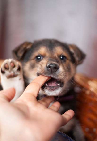 Красавцы щенки мальчики в добрые руки! в Москве фото 10