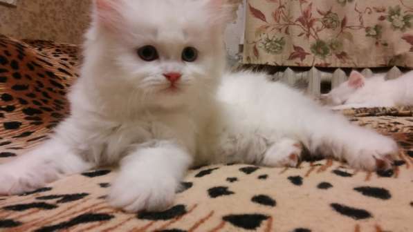 Продам белоснежных пушистых красавиц