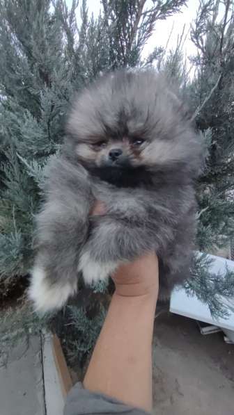 Померанский шпиц мишка в фото 4