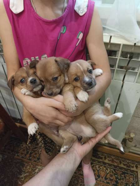 Прекрасные щенки, милые, игривые в Дзержинске фото 3