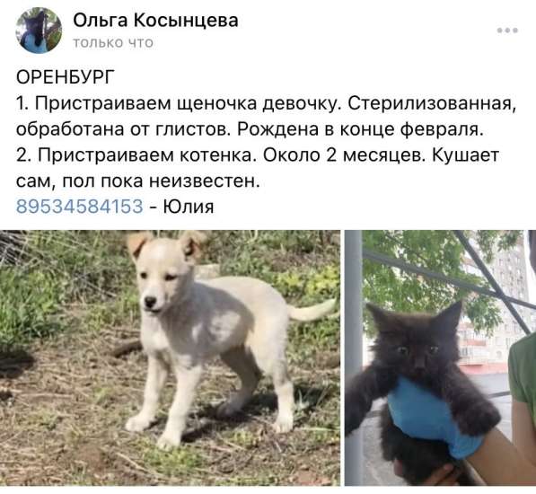 Котенок/ Щенок в Оренбурге фото 4