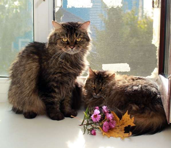 Котик Миша и кошечка Маша. Пуховики-сибиряки в добрые руки