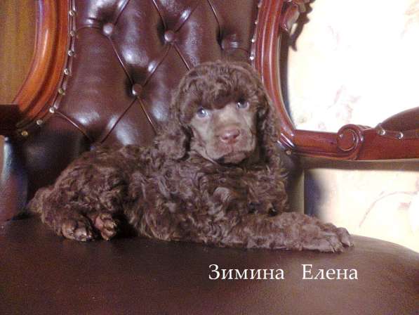 Девочка малого пуделя коричневого окраса