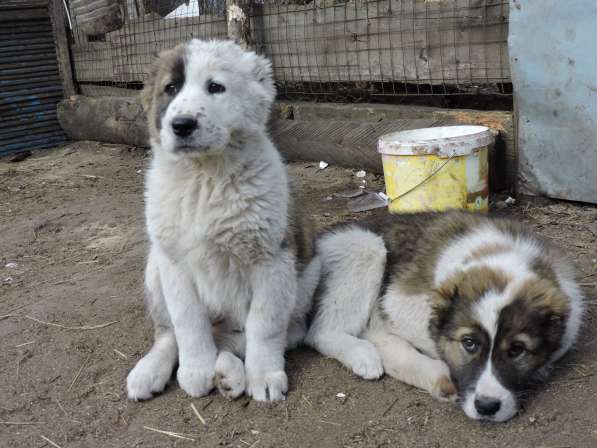 Азиаты-алабаи в Орле фото 10