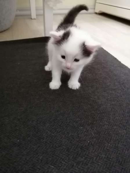 Котенок в Москве фото 13