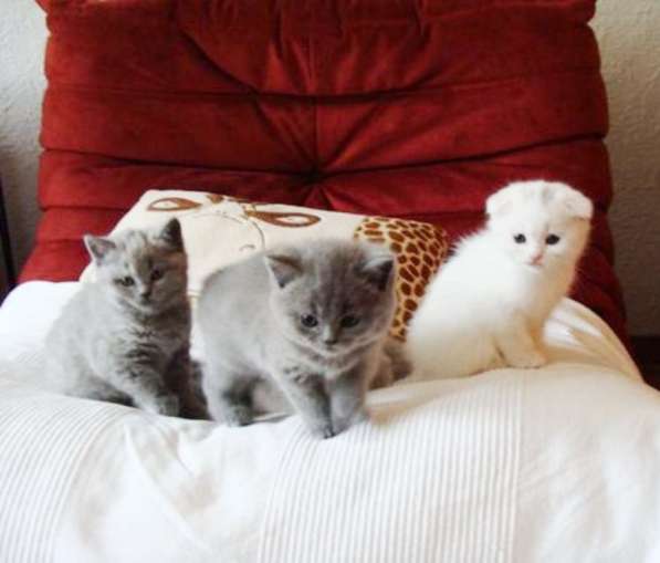 Клубные котята для тех, кто ценит качество в фото 4