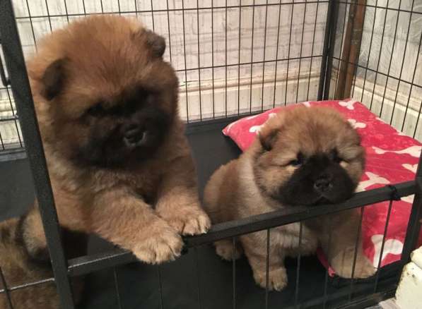 Пушистые, яркие щенки чау-чау в Москве