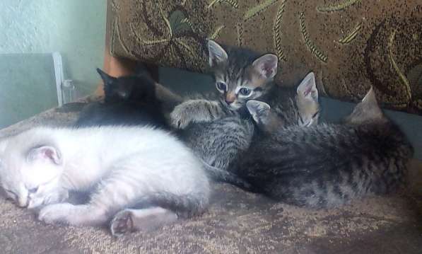 Кельт (восточно-европейская короткошерстная) - продам в фото 7