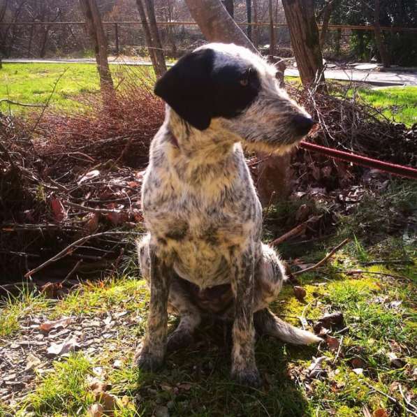 Дратхаар в добрые руки в Москве