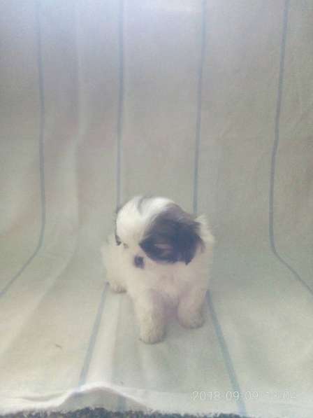 Продам щенков пекинеса в Севастополе фото 3