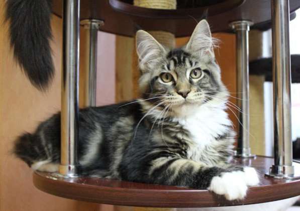 Продам шикарного котика породы Мейн кун в Томилино фото 3