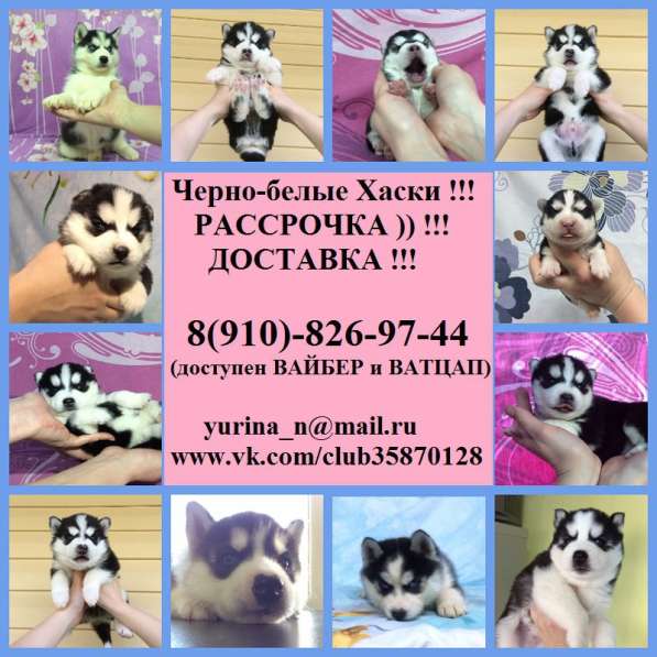 Щенков Хаски продам щеночков продам. очень красивые