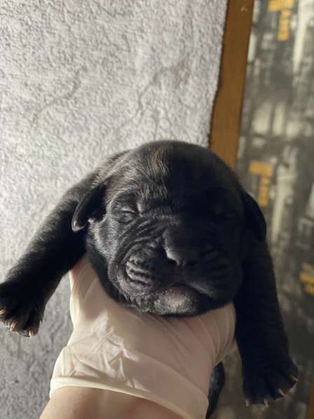 Щенки высшего качества! в фото 11