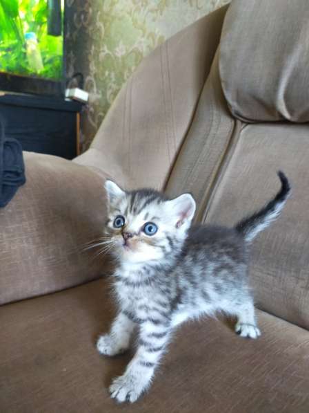 Шотландские котята в фото 45