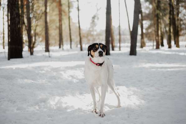 Белый красавец и умница Ларри ищет дом в Москве фото 9