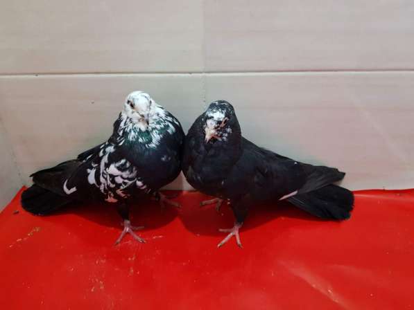 Продам голубей порода Ростовские Статные в фото 13