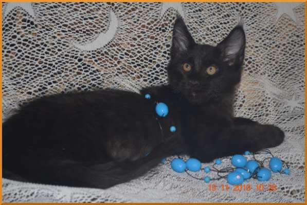 Великолепные котята мейн-кун из питомника в Волгограде фото 220