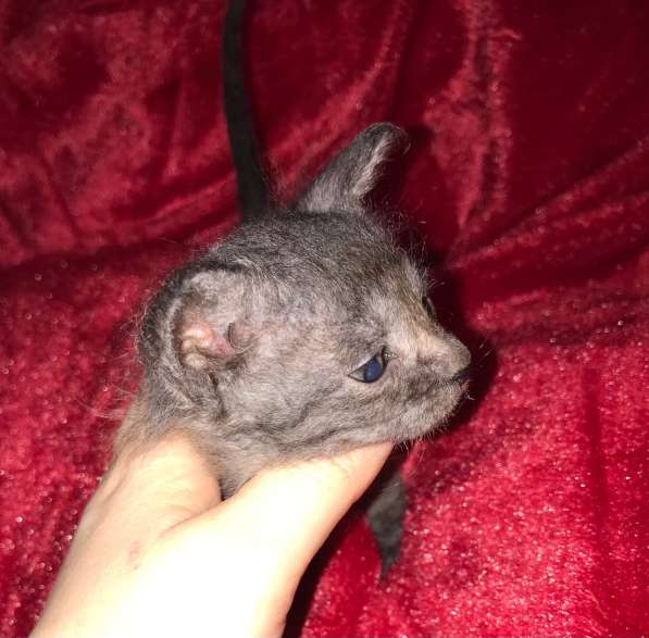 Кудрявые эльфы, каракулевые, элитные котята Девон-Рекс в Санкт-Петербурге фото 18