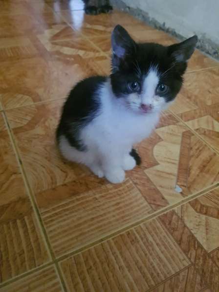 Отдам котенка в Дмитрове фото 18