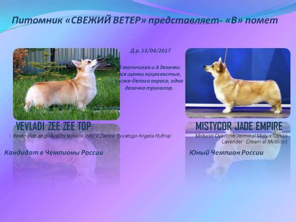 Щенок вельш корги пемброк в Зеленограде фото 4