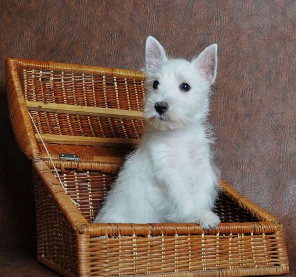 Щенки Вест хайленд вайт терьера в Москве фото 5