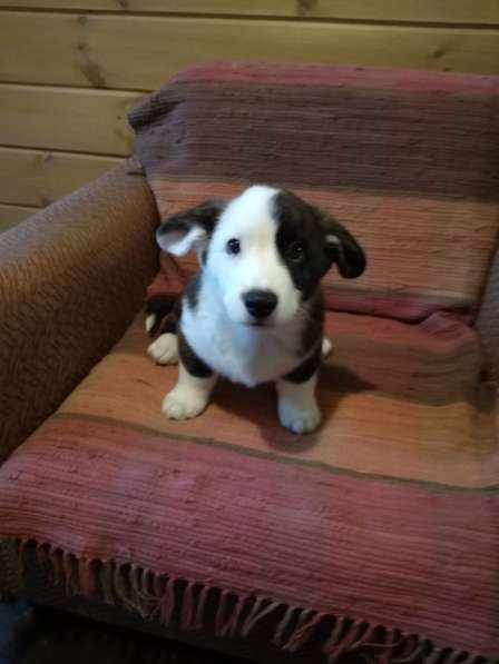 Щенки вельш корги кардиган в Москве фото 14