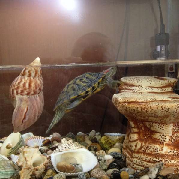 Аквариум, размер 50х25х40, с ракушками и краснаухой черепахо в Владикавказе фото 3