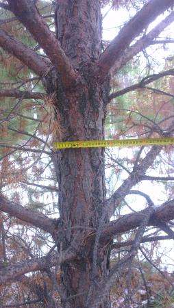 Баланс сосна, береза. в Екатеринбурге фото 3