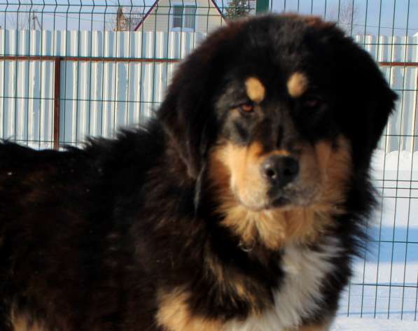 Тибетский мастиф - лучший страж на территории в Москве фото 121