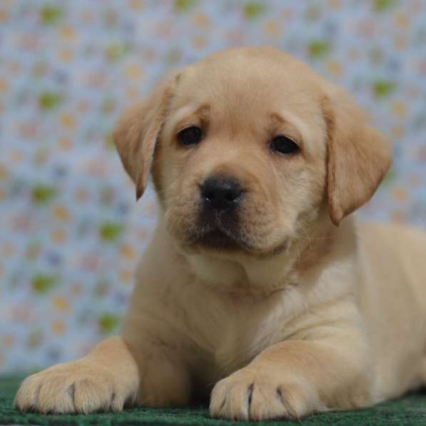Щенки лабрадора ретривера в фото 17
