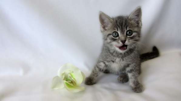 Крутышка малышка - девочка