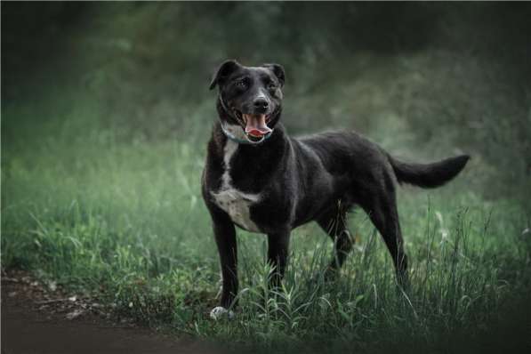 Молодая собака Шарлиз ищет дом в Москве фото 7