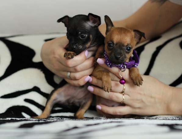 Щенки Русский Той в Иркутске фото 15