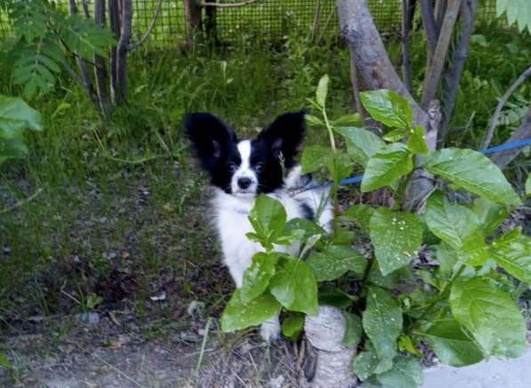 Продается щенок папийона в Краснотурьинске