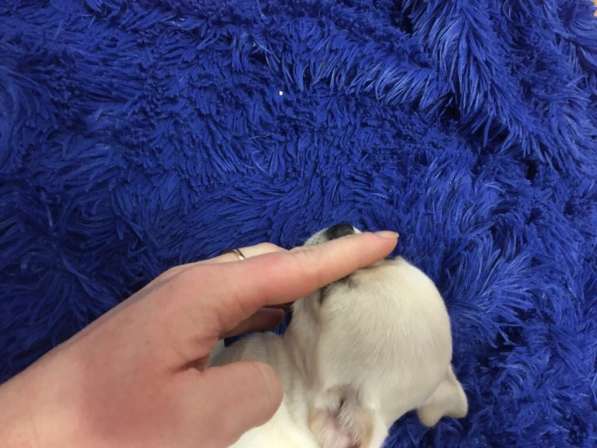 Щенки чихуахуа в Москве фото 15