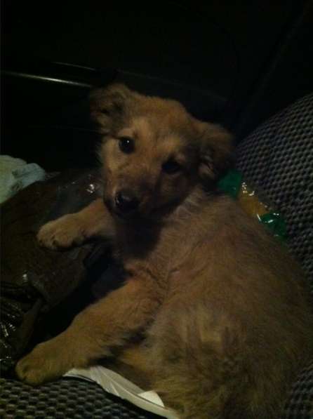 Ваше Счастье - в Наших Руках ! (собаки от МБфондаЗЖ) в фото 8