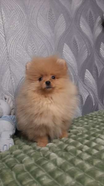 Померанский шпиц. Orange girl