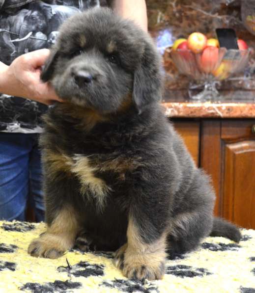 Тибетский мастиф - лучший страж на территории в Москве фото 81